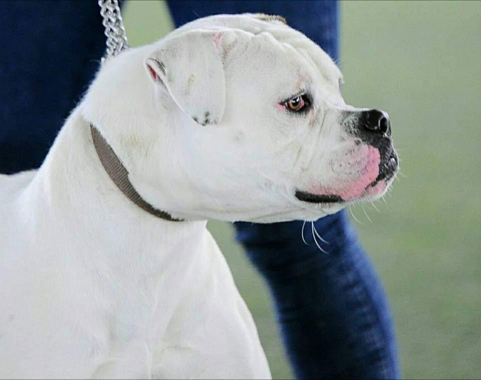 MBK's Diva | American Bulldog 