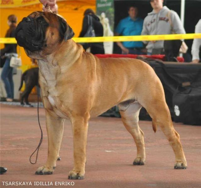 TSARSKAYA IDDILIA ENRIKO | Bullmastiff 