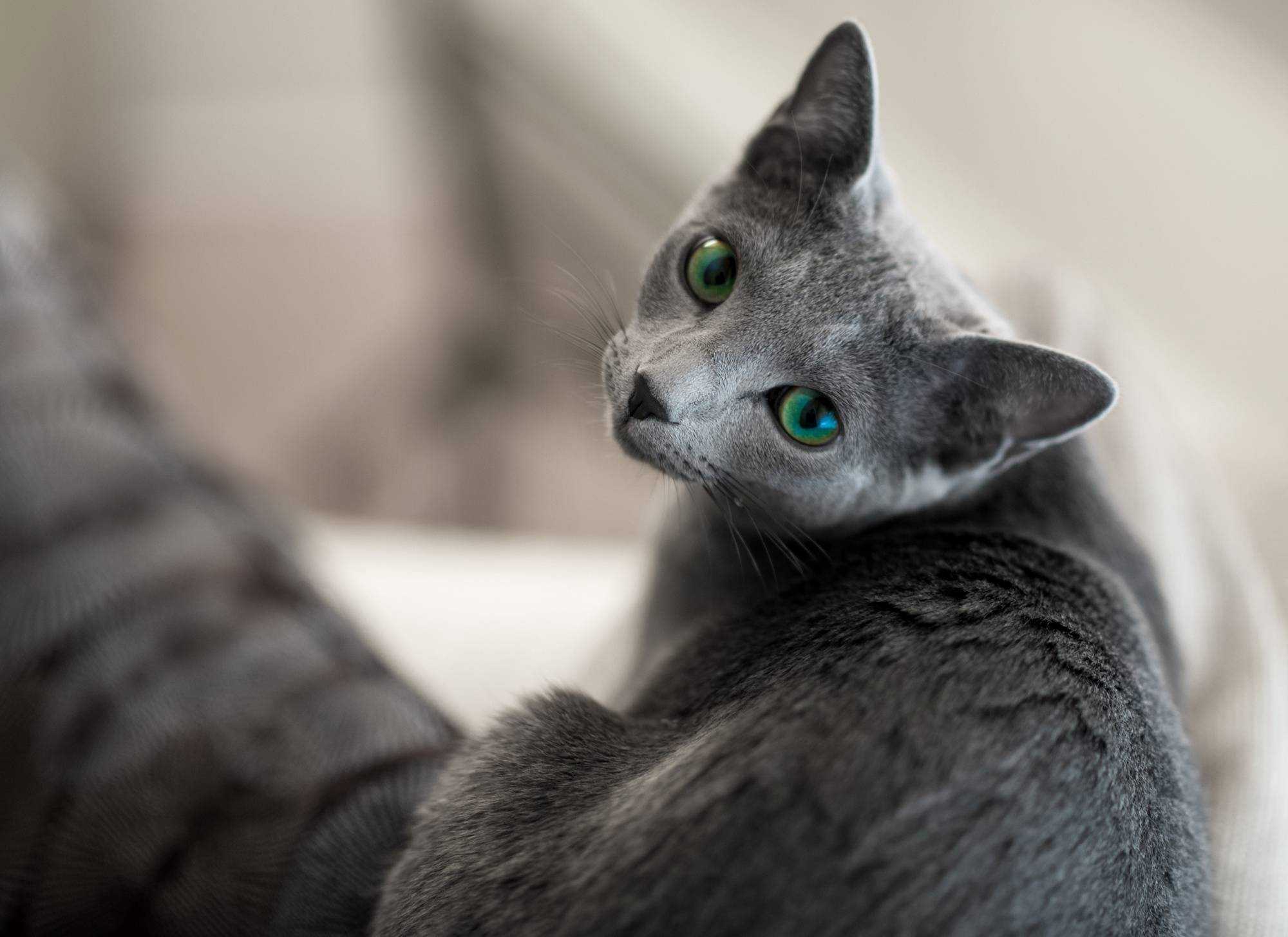 Russian Blue