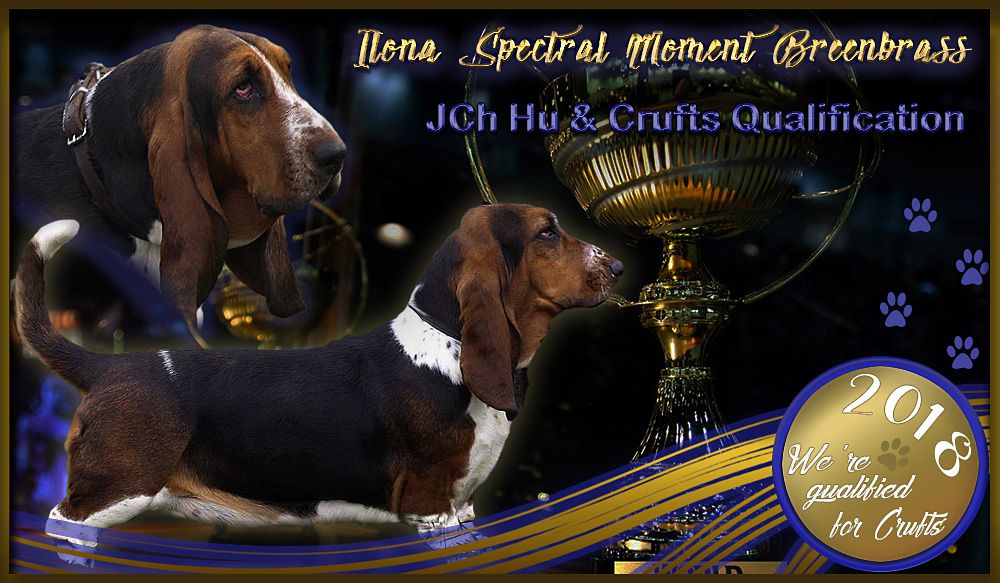 Ilona Spectral Moment Breenbrass | Basset Hound 