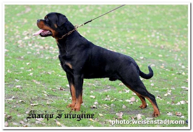 Macho Futogline | Rottweiler 