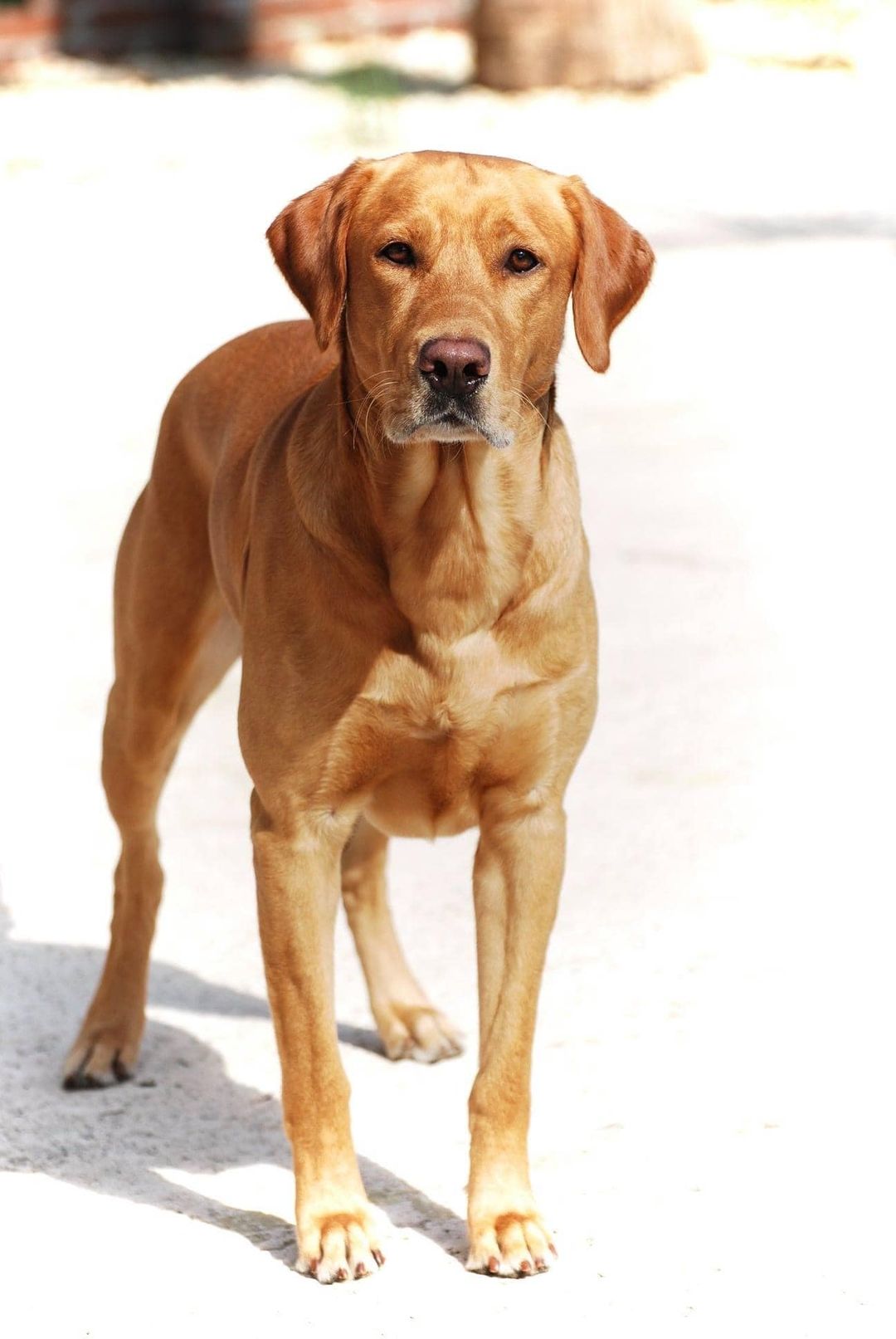 Blackfoot's Watch Me Smash This BN RN CGC SH | Yellow Labrador Retriver