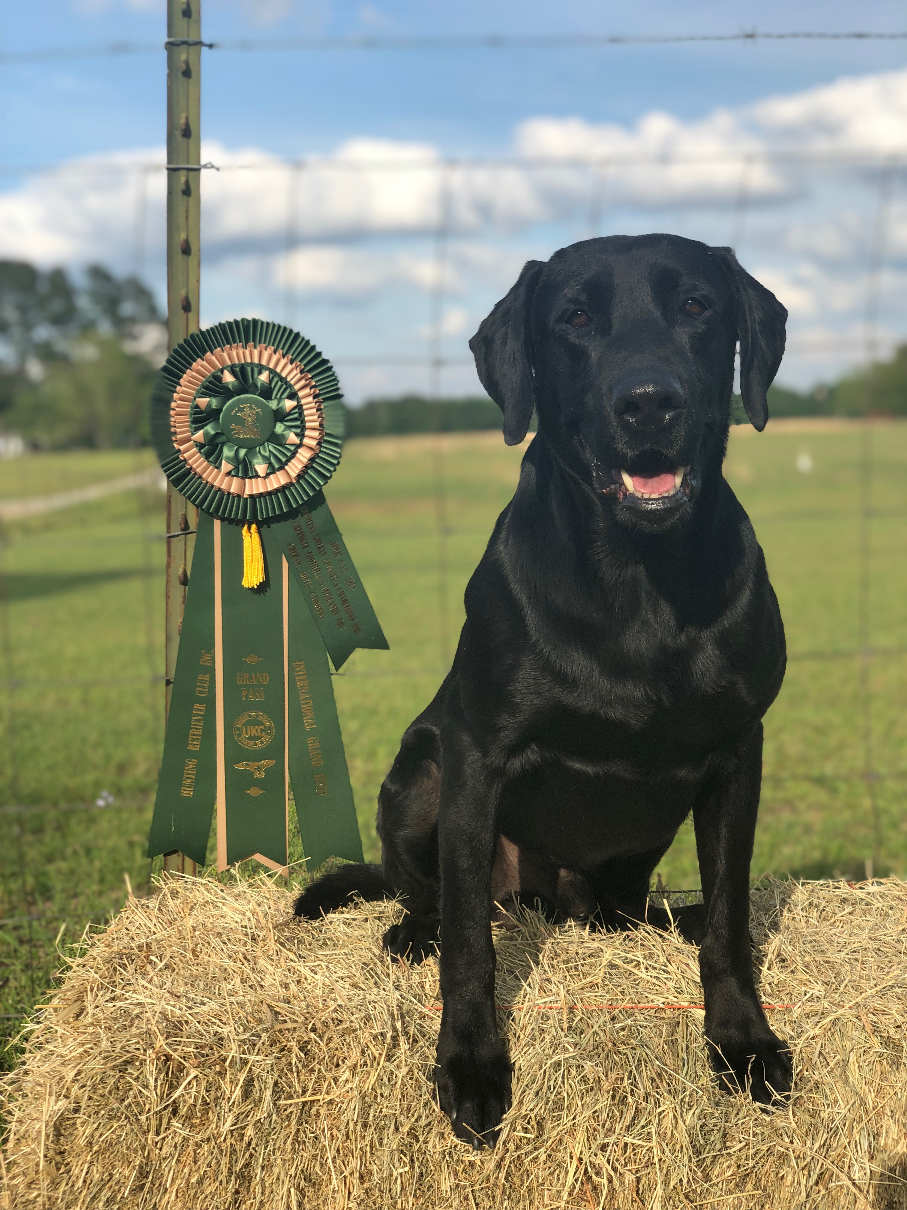 GRHRCH  Rage's Rough Rider MH | Black Labrador Retriver