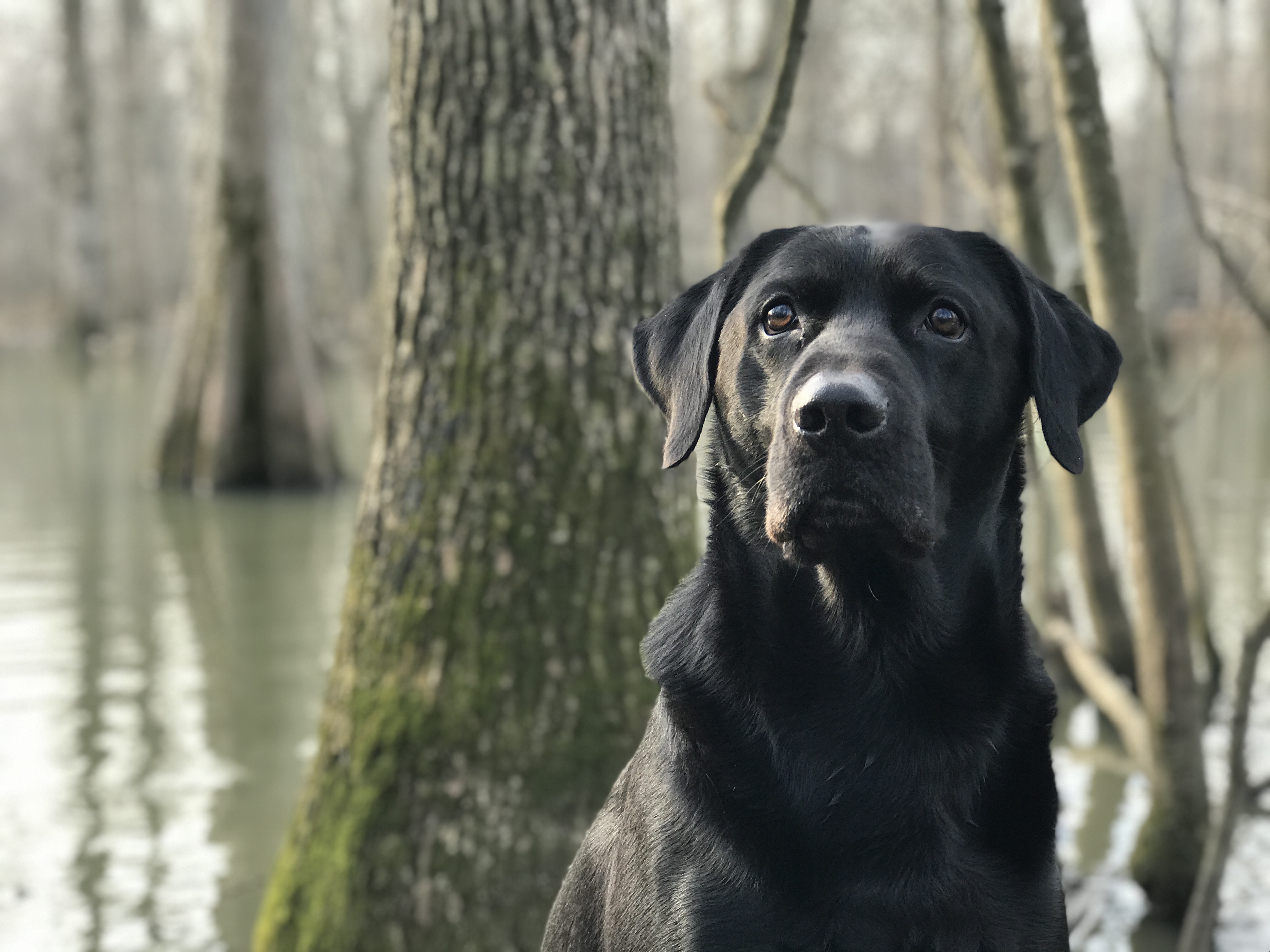 HRCH T-bo's Black Yankee Thunderbolt | Black Labrador Retriver