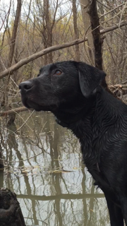 HR Sugar's Sweet Child O'Mine | Black Labrador Retriver