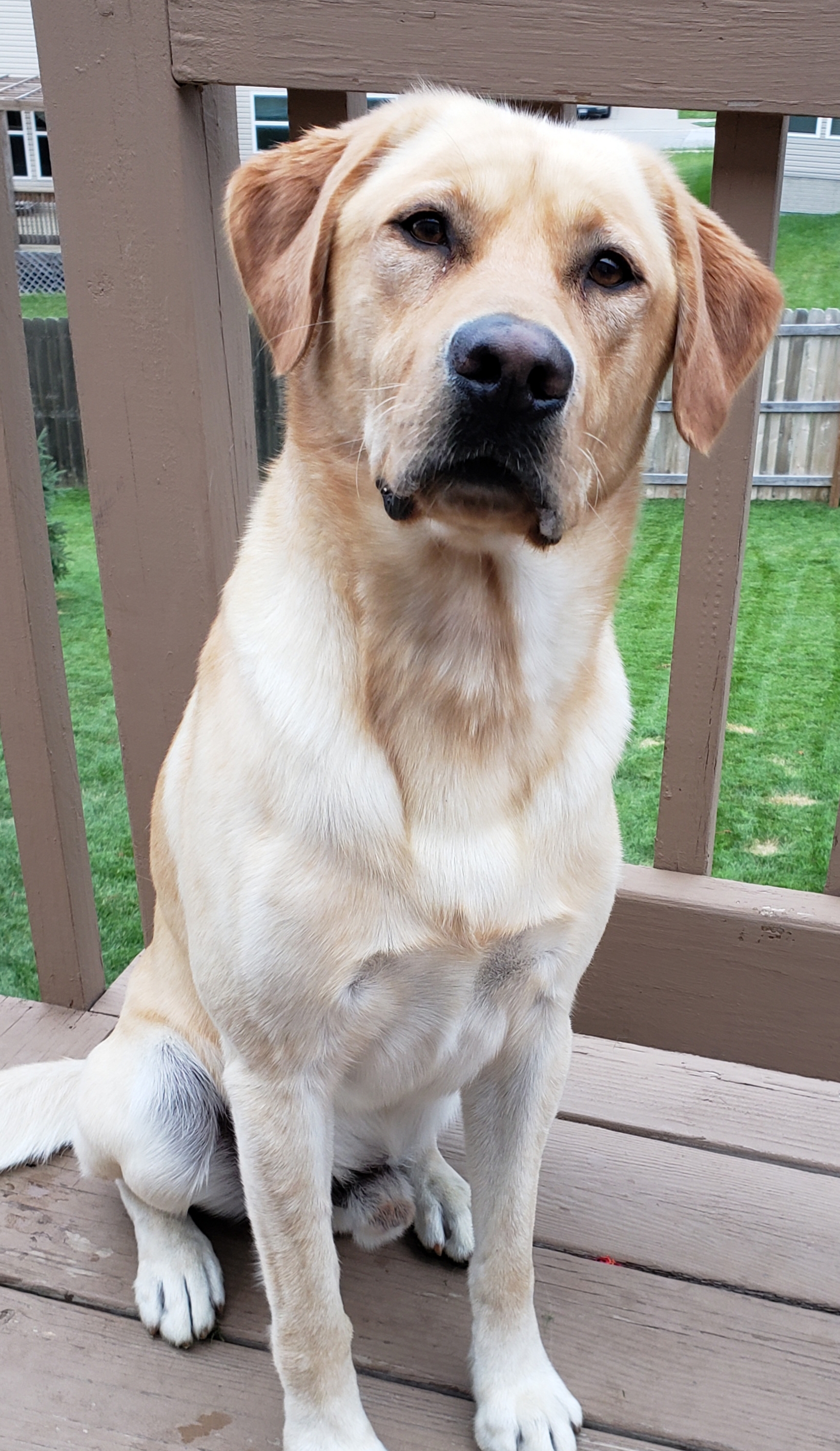 CPR Buffalo Ridge's Ratchet James | Yellow Labrador Retriver