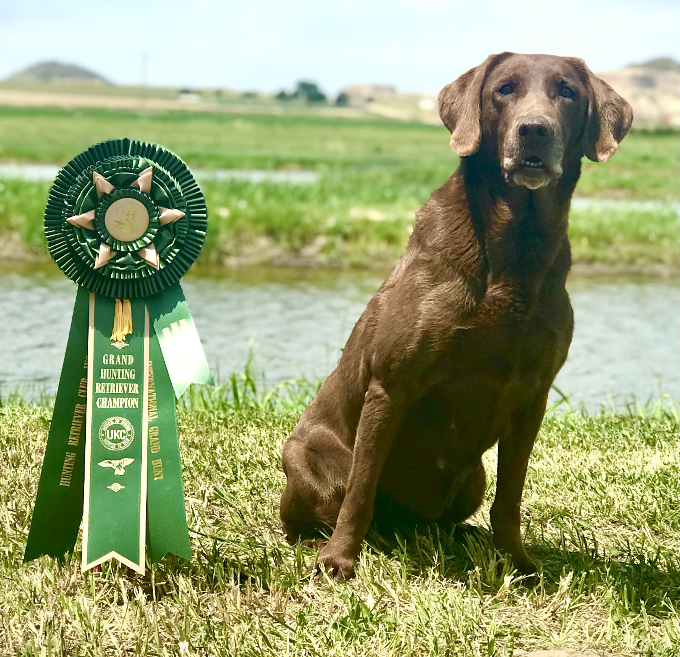 GRHRCH Islay's Smoky Wee Dram MH | Chocolate Labrador Retriver