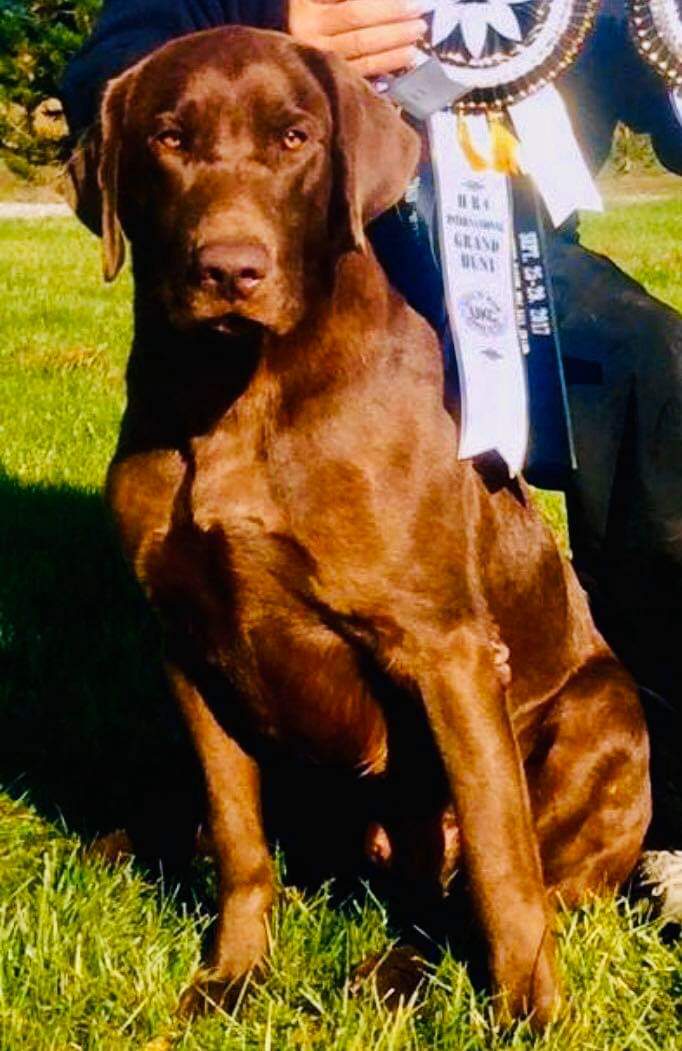 3XGRHRCH  Westlake's Straight From The Barrel MH24 | Chocolate Labrador Retriver