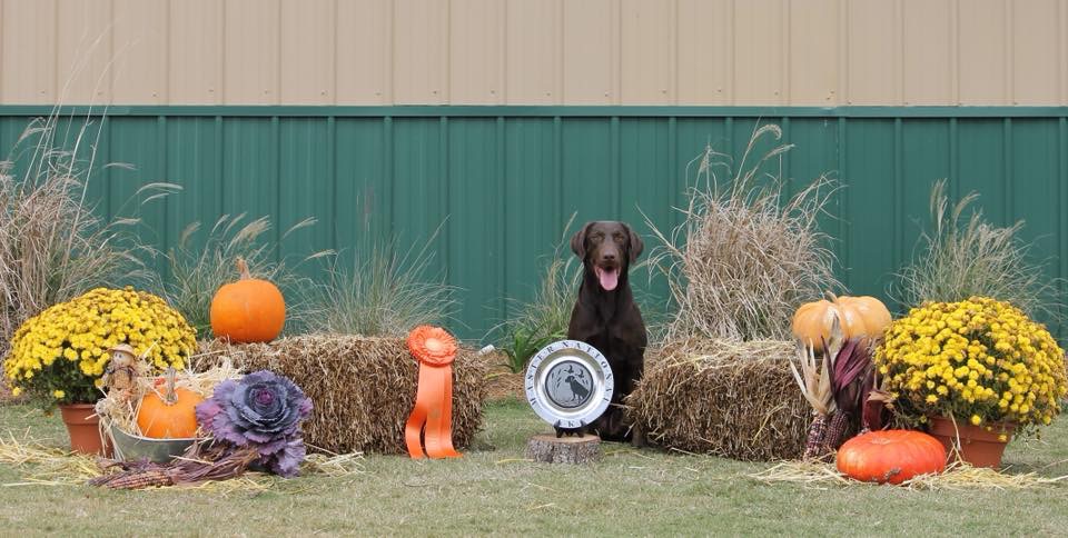 HRCH Ragin Shot Of Ginny MH | Chocolate Labrador Retriver