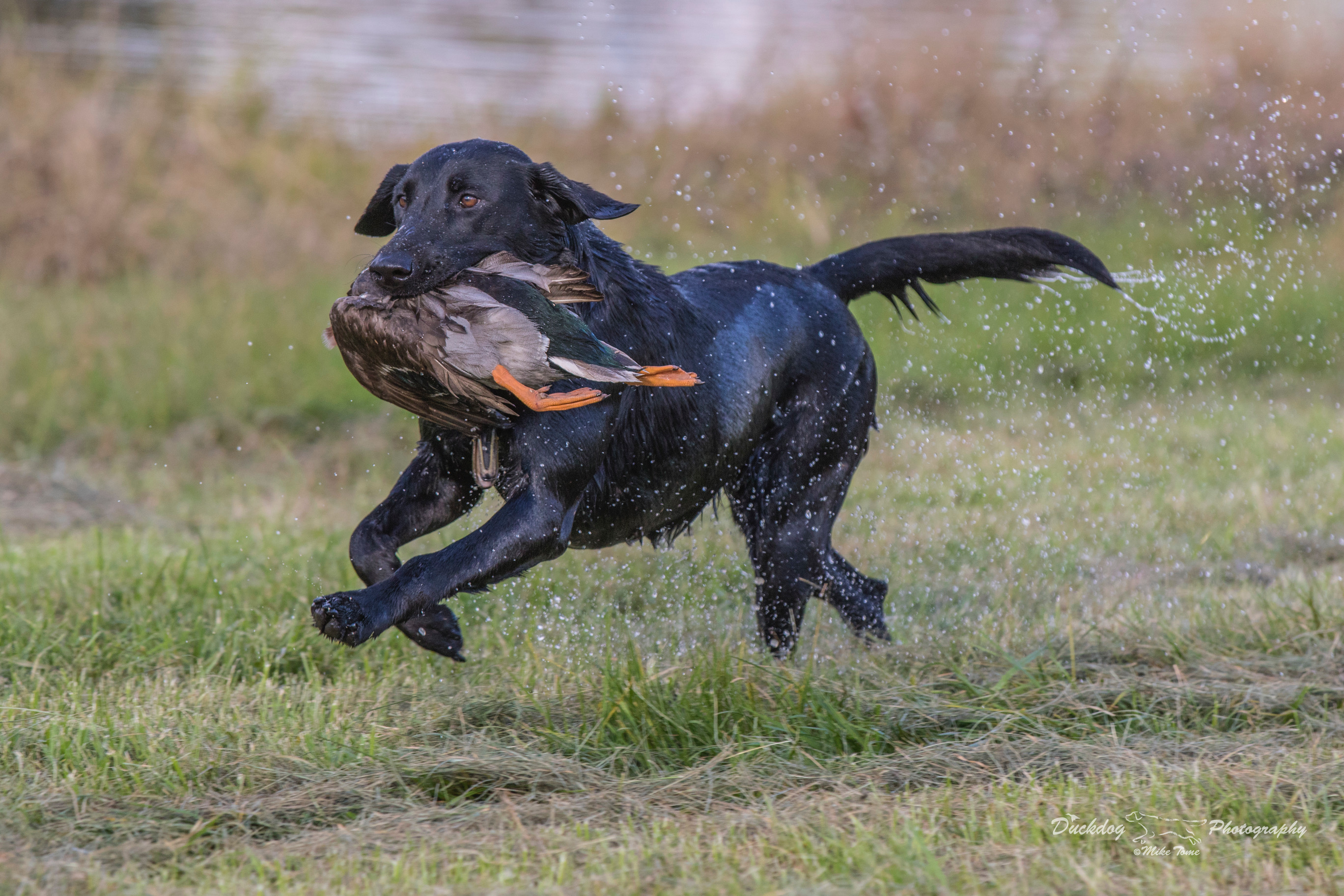 Ranger's Lincolnton Marlie Rose MH | Black Labrador Retriver