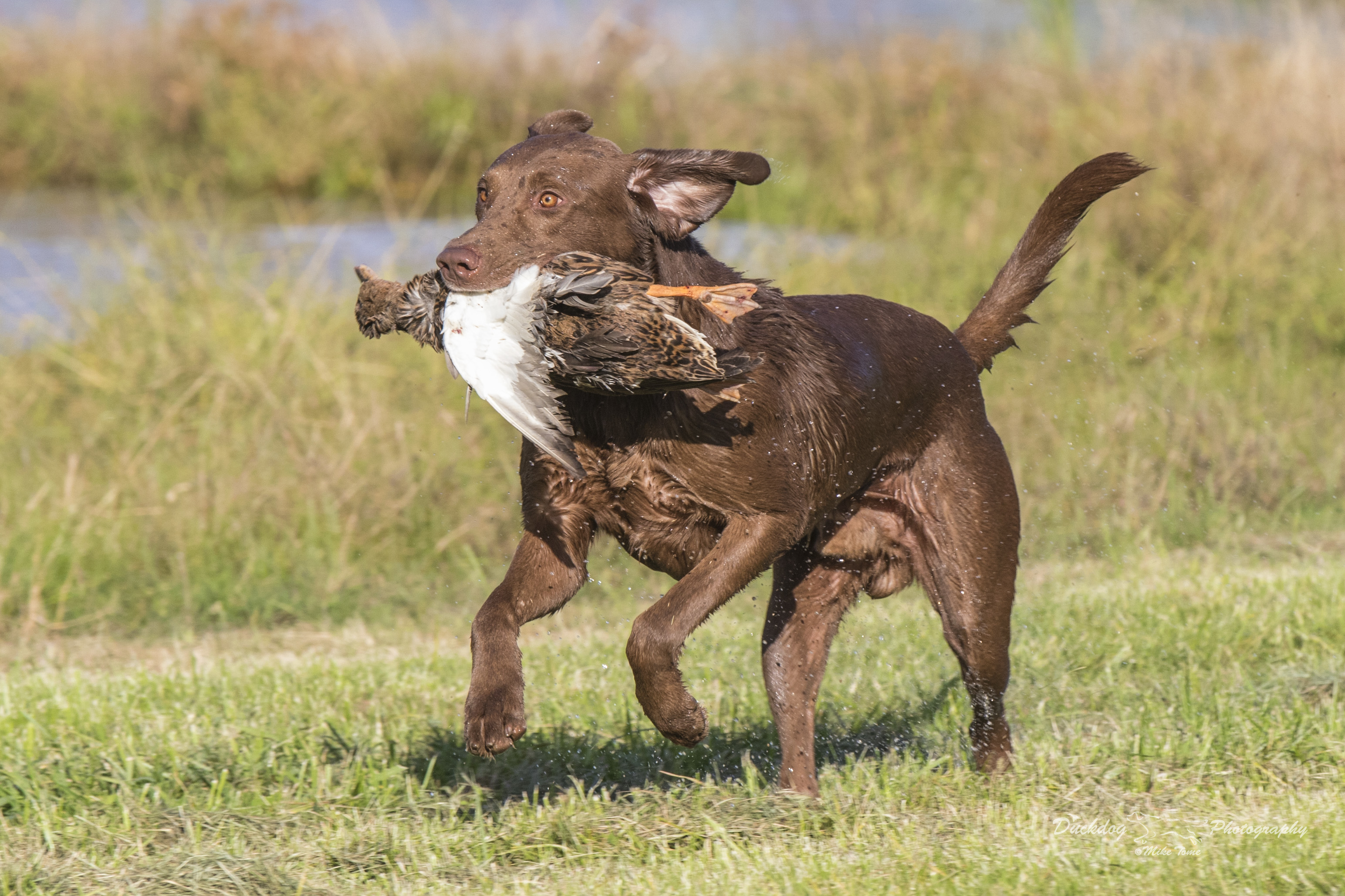 Windmere Colonial Buck Rose MH12 | Chocolate Labrador Retriver