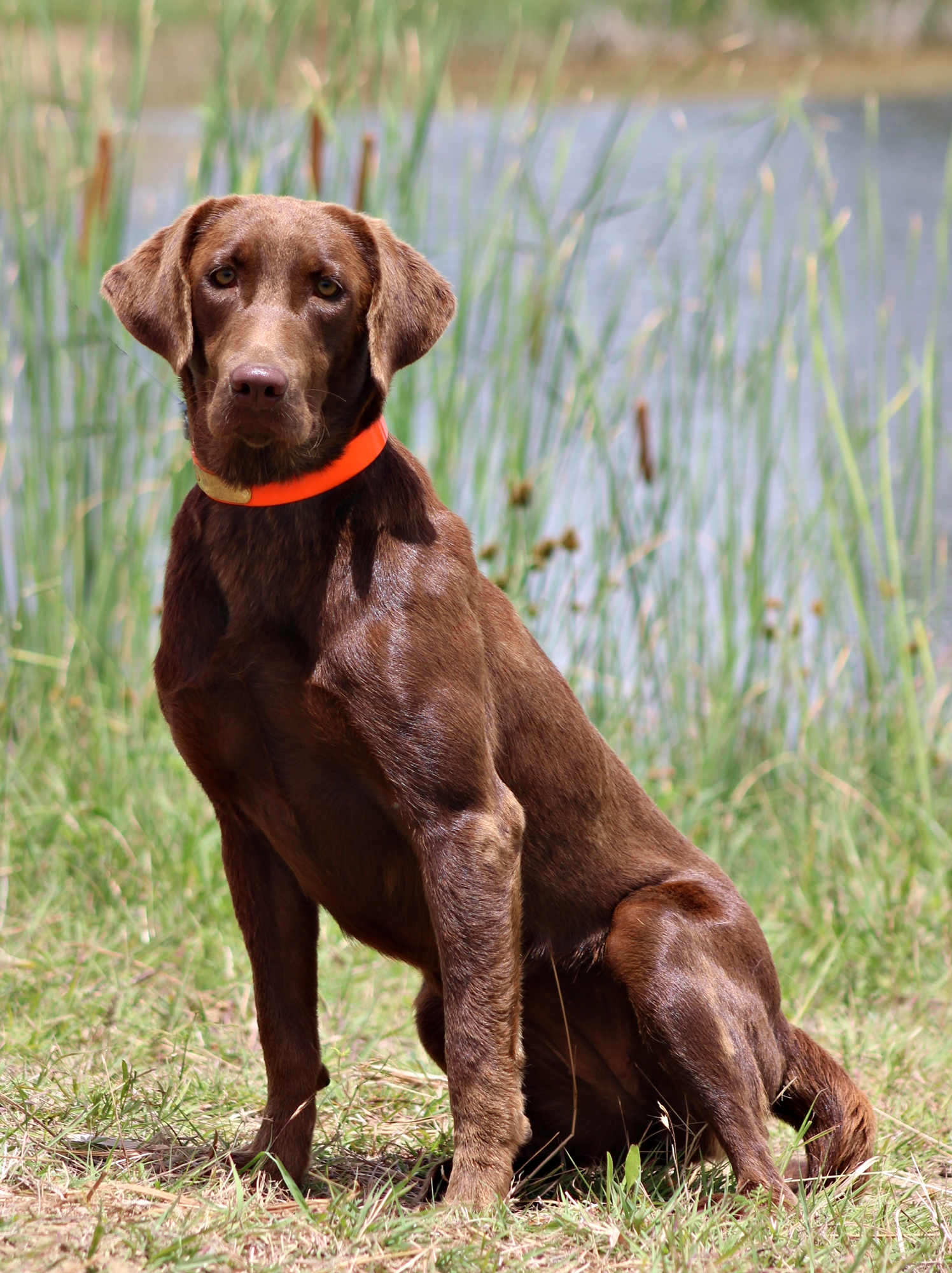 Sagecreek's Skip To My Lou | Chocolate Labrador Retriver