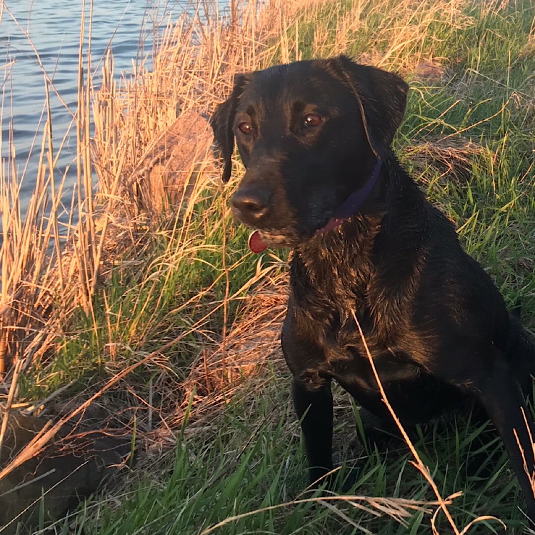 Bustin Water's Liberty Red Rose | Black Labrador Retriver