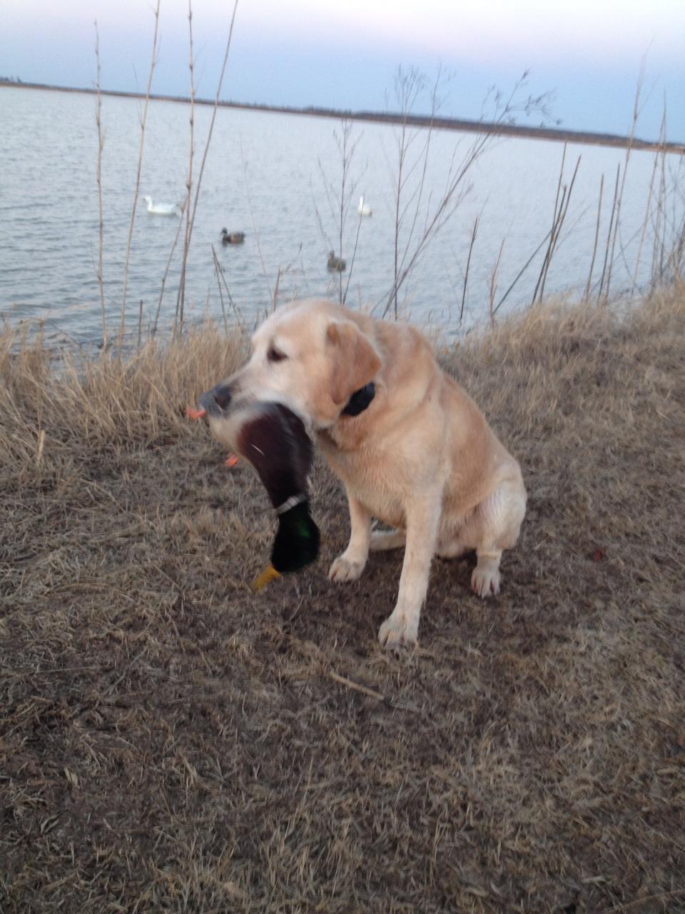 HRCH Texas Cody King Of The Hills JH | Yellow Labrador Retriver