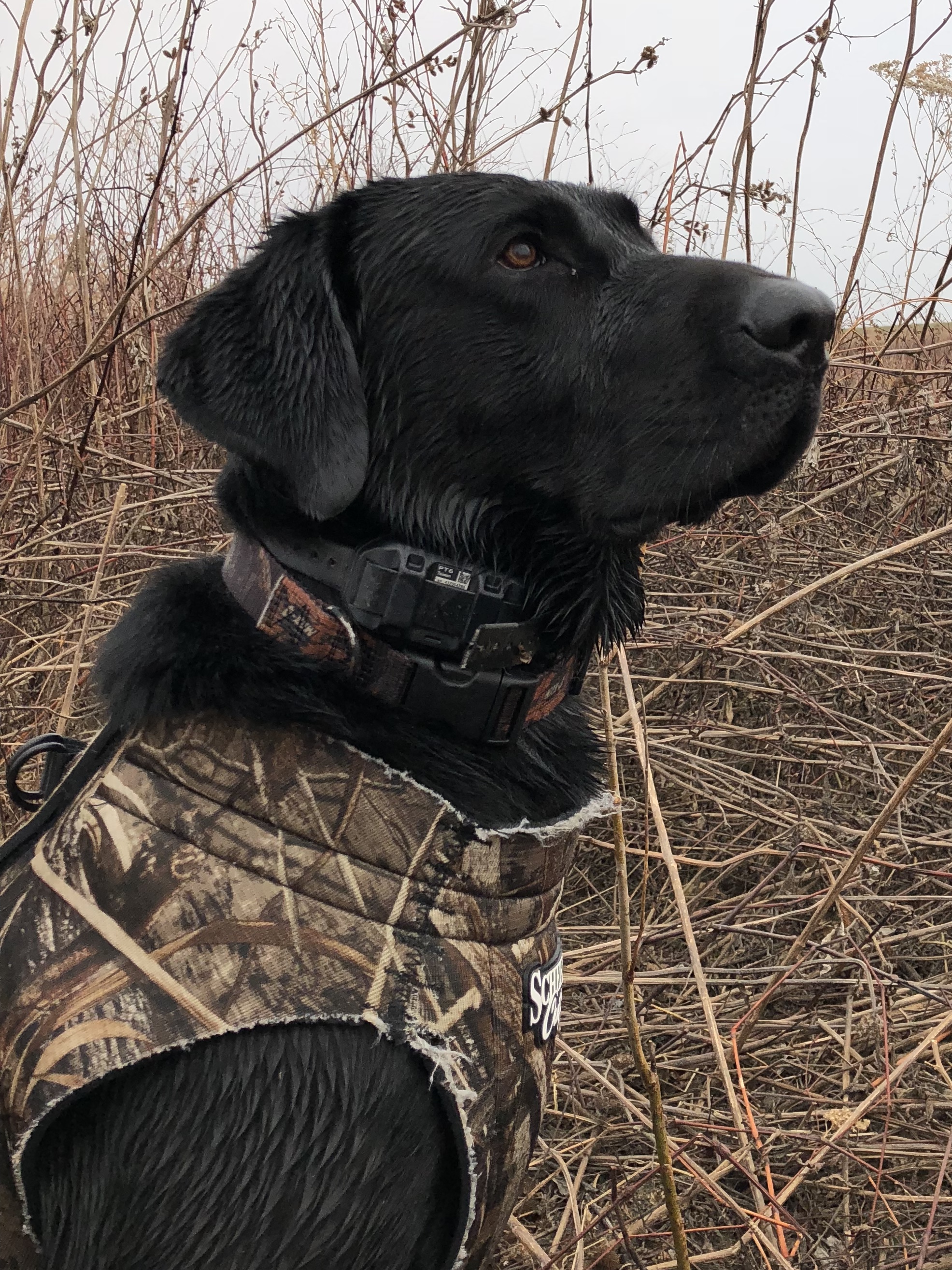 4X GMPR Tgk's The Captains Bleu Ale MH | Black Labrador Retriver