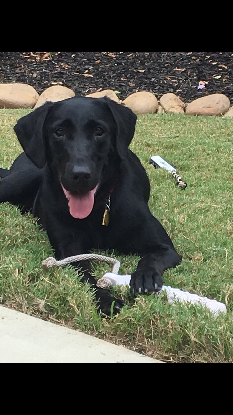 HRCH  Texas Welcome's Annie Oakley MH | Black Labrador Retriver