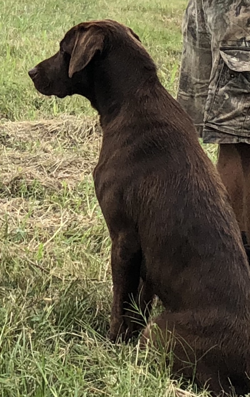 HRCH Choco Lickity's Leaky Waders | Chocolate Labrador Retriver