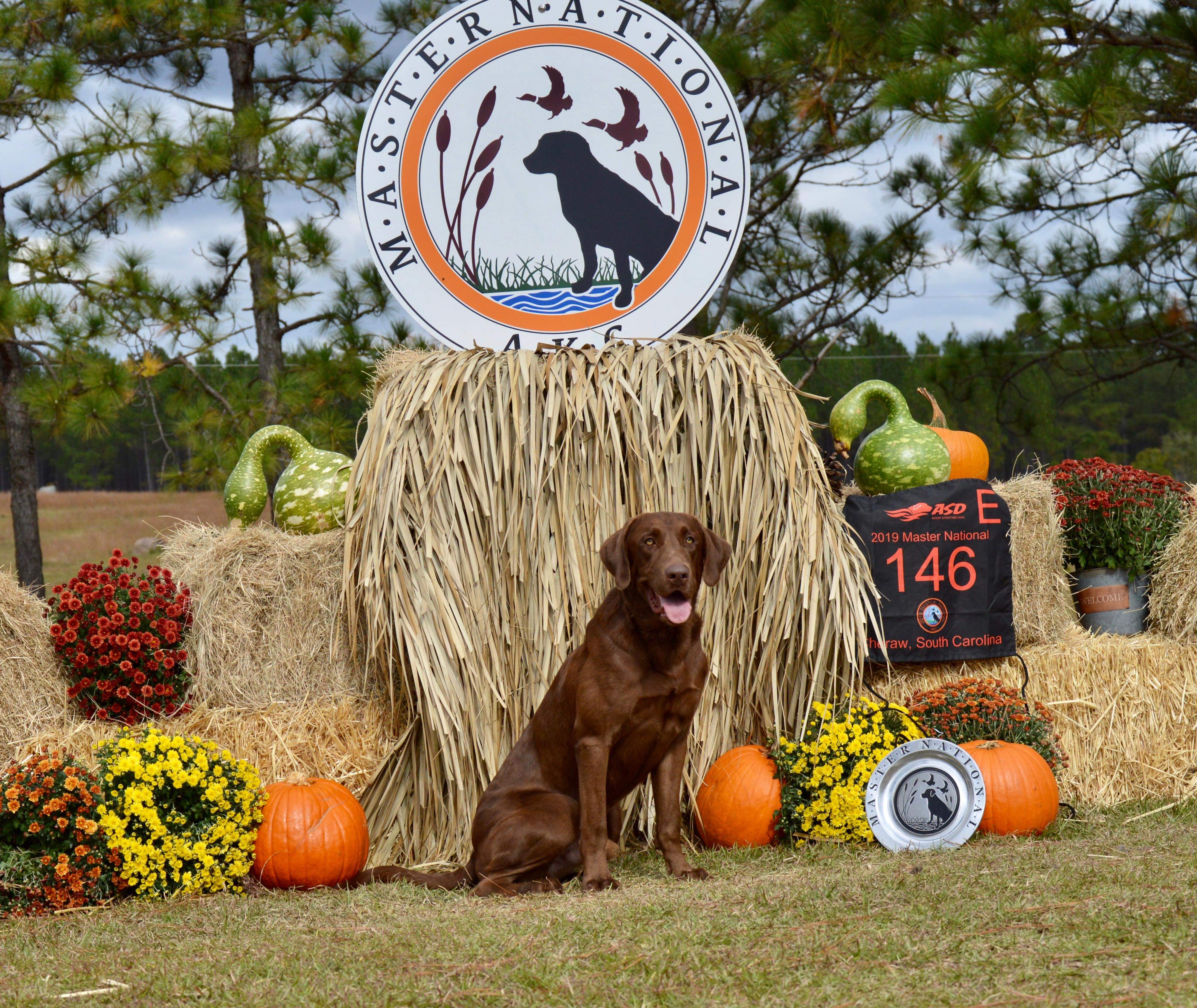 HRCH Dixieland's Goodtime Bull MH35 MNR | Chocolate Labrador Retriver