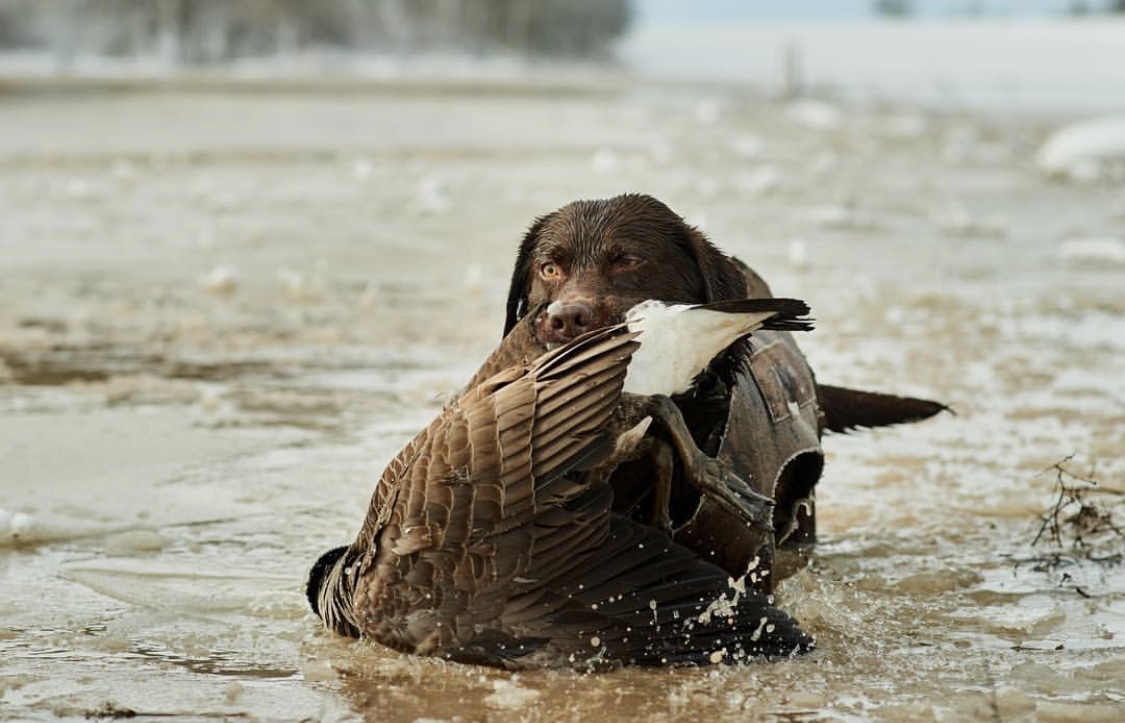 Doralee's Miss Cali JH,WC | Chocolate Labrador Retriver