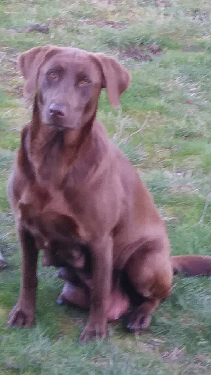 Double Banded Truth Of Trinity | Chocolate Labrador Retriver