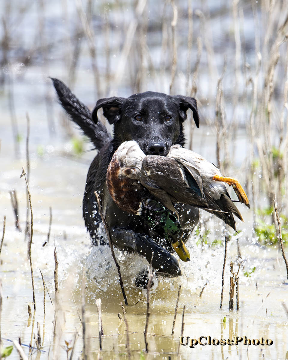 GRHRCH  Sunnyside's Daisy Mae | Black Labrador Retriver