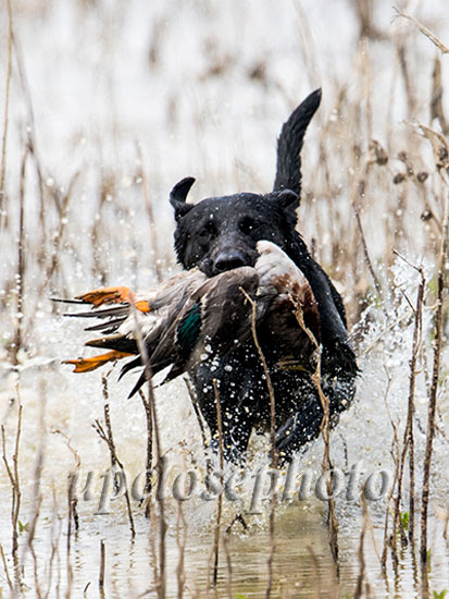 GRHRCH UH Thunder Rollin Ready Mallie MH | Black Labrador Retriver