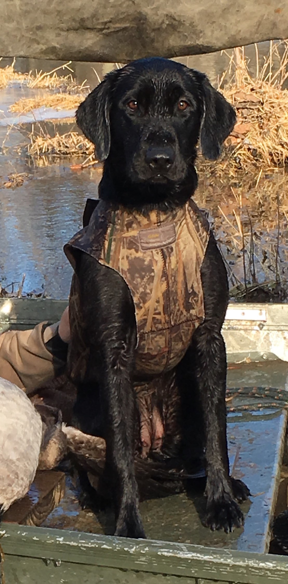 GRHRCH Webb Footed's All Bailed Out MH | Black Labrador Retriver