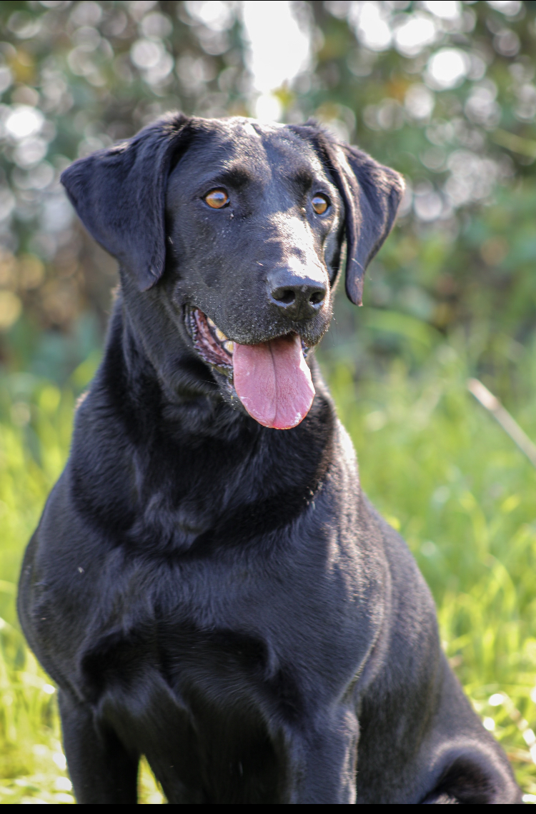 Cut A Lean Grade Diamond In The Rough MH | Black Labrador Retriver