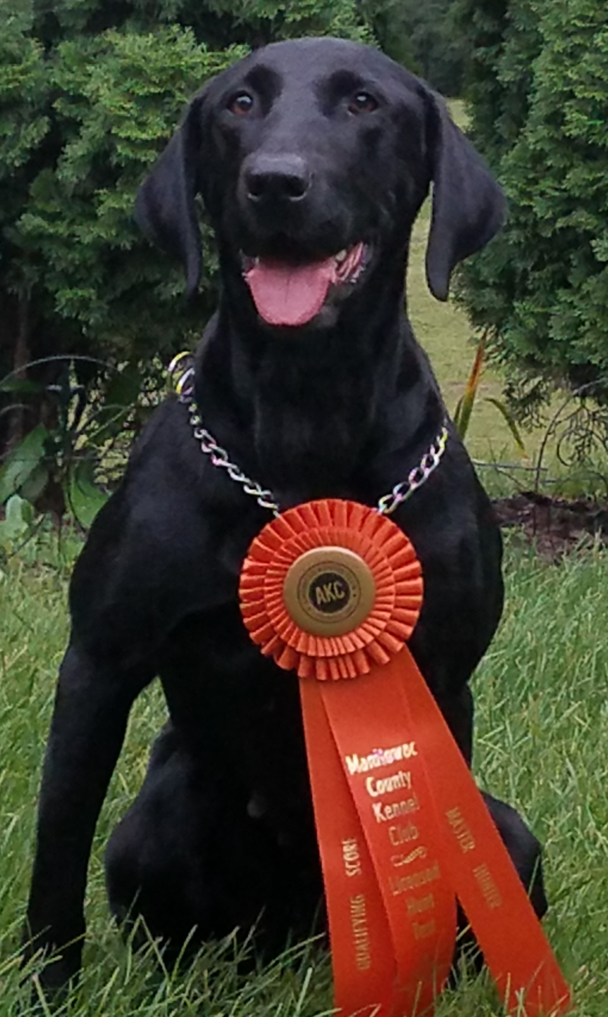 Cut A Lean Grade Diamond In The Rough MH | Black Labrador Retriver