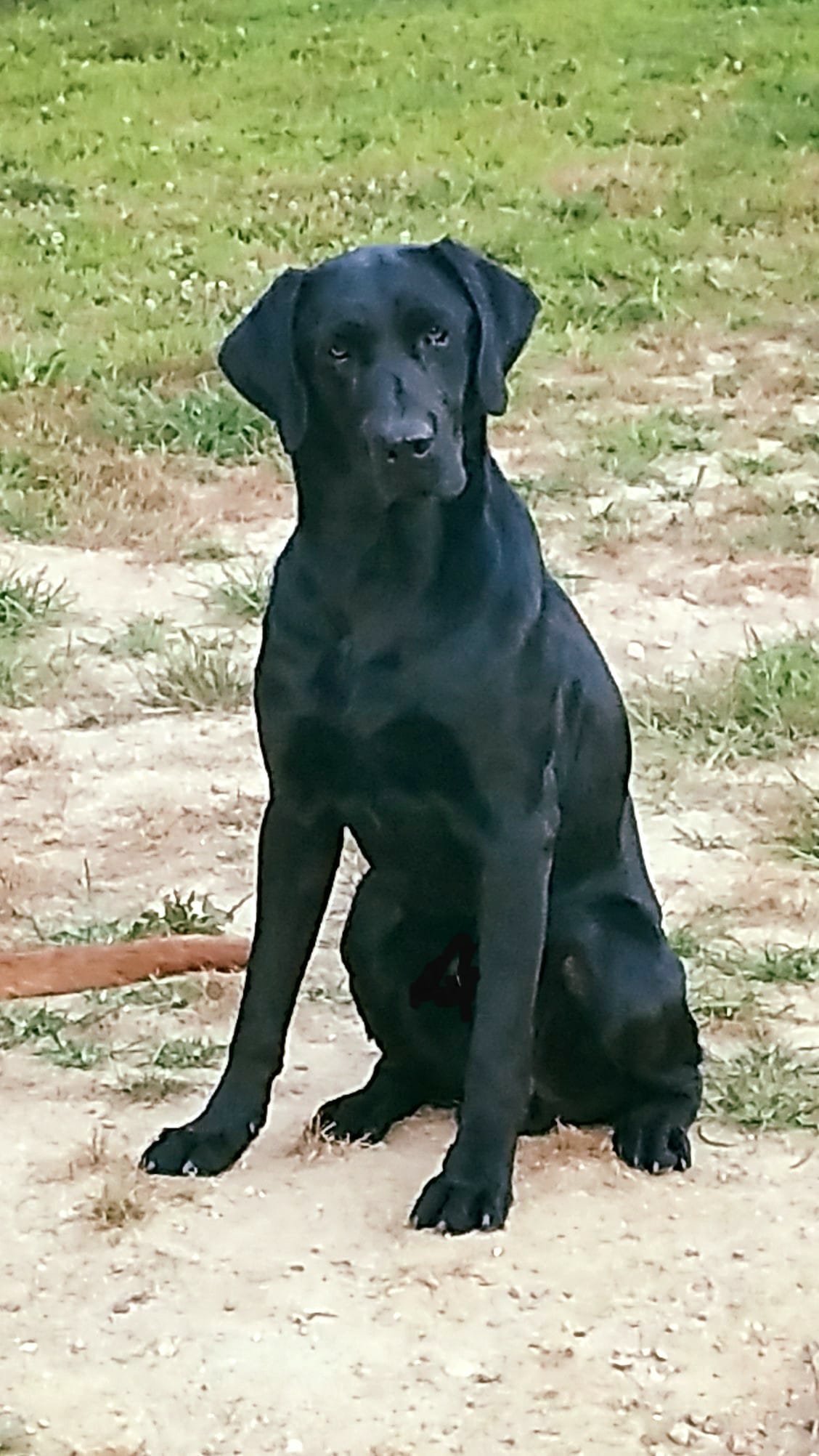 HRCH Antler Ridges Black Barrel Whiskey JH | Black Labrador Retriver