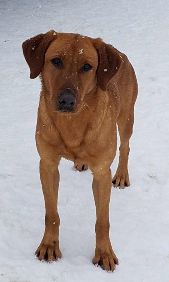 Torgs Red Pearl Starfire | Yellow Labrador Retriver