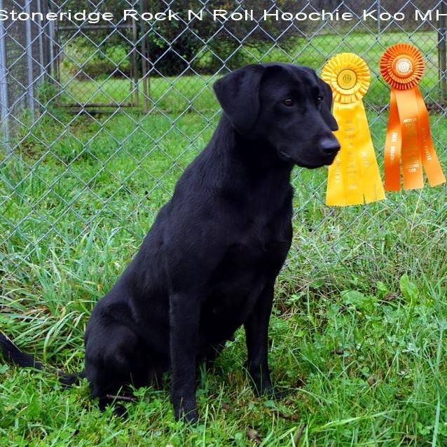 Stoneridge Rock N Roll Hoochie Koo MH (27) | Black Labrador Retriver