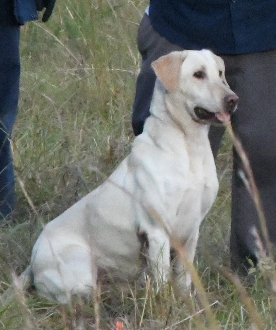 HRCH Dynamite's Oyster Surprise MH | Yellow Labrador Retriver