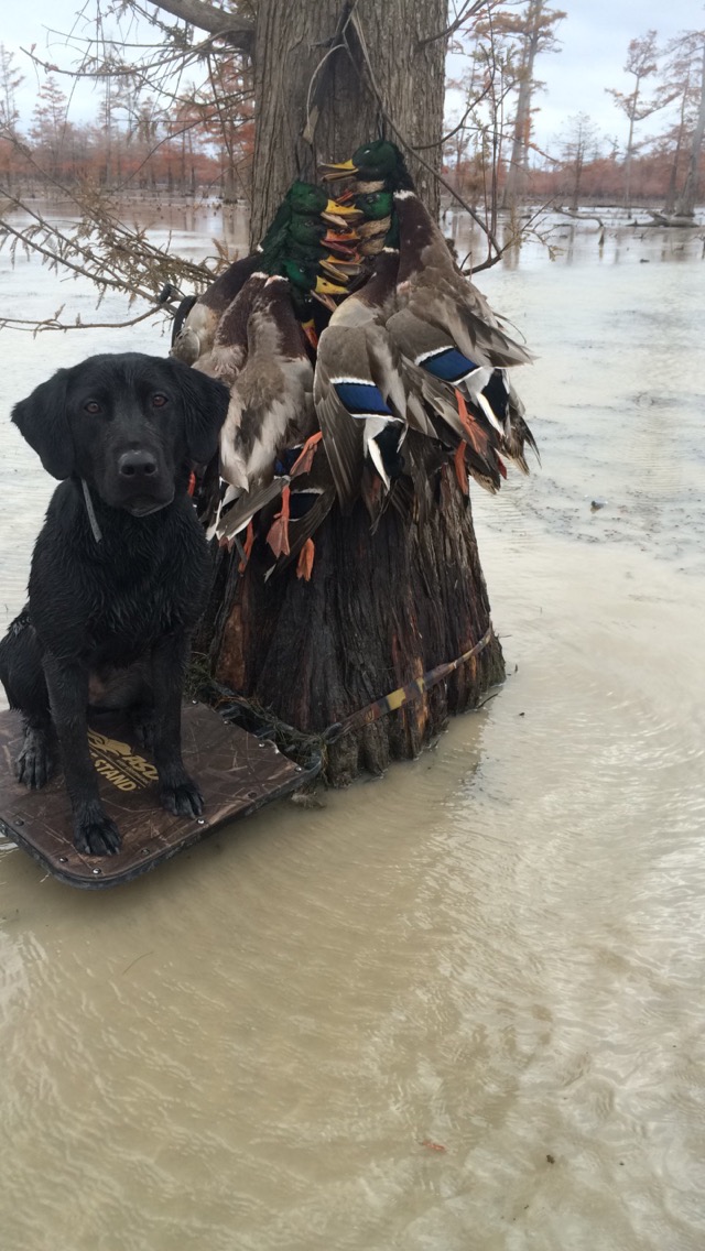 HRCH Belly Up's Little Wader Saver | Black Labrador Retriver