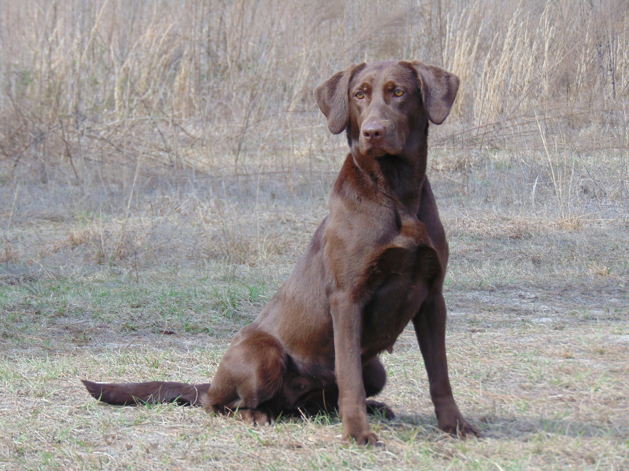 Trinity's Deal With The Devil MH | Chocolate Labrador Retriver