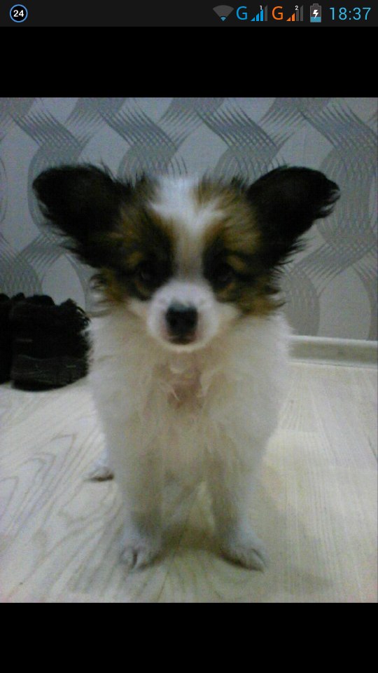 Bon Bon Burbon | Papillon 