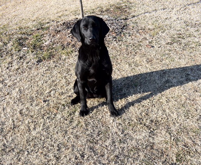 Caney River’s Hunt Em Up Roxy | Black Labrador Retriver