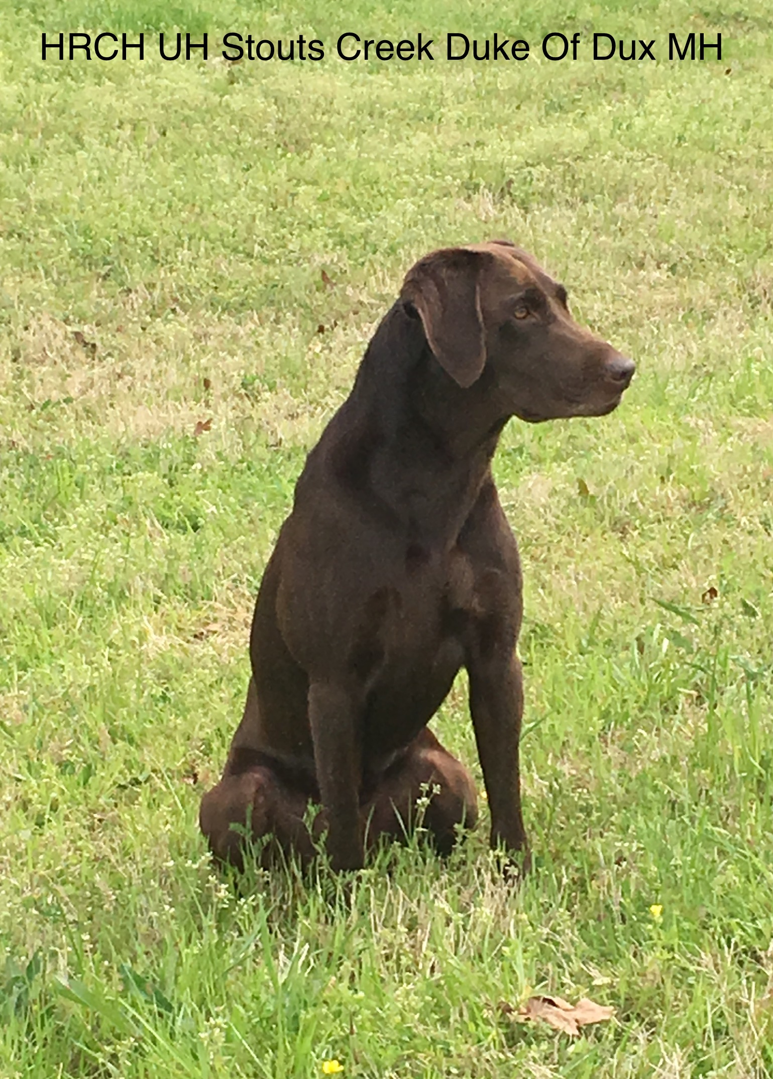 HRCH UH Stouts Creek Duke Of Dux MH | Chocolate Labrador Retriver