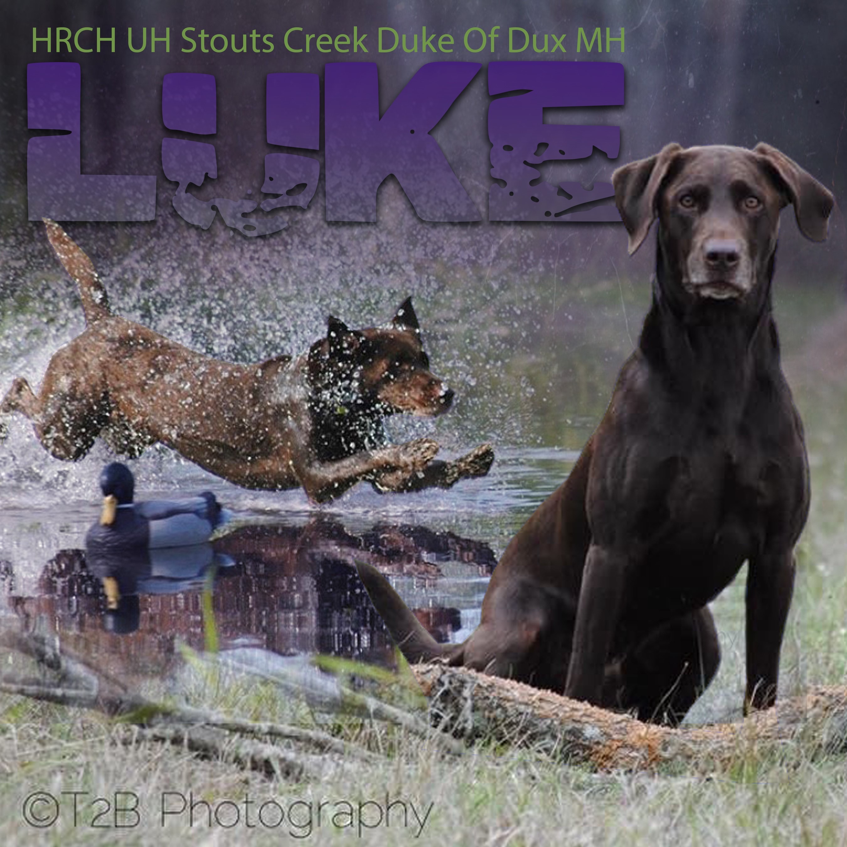 HRCH UH Stouts Creek Duke Of Dux MH | Chocolate Labrador Retriver