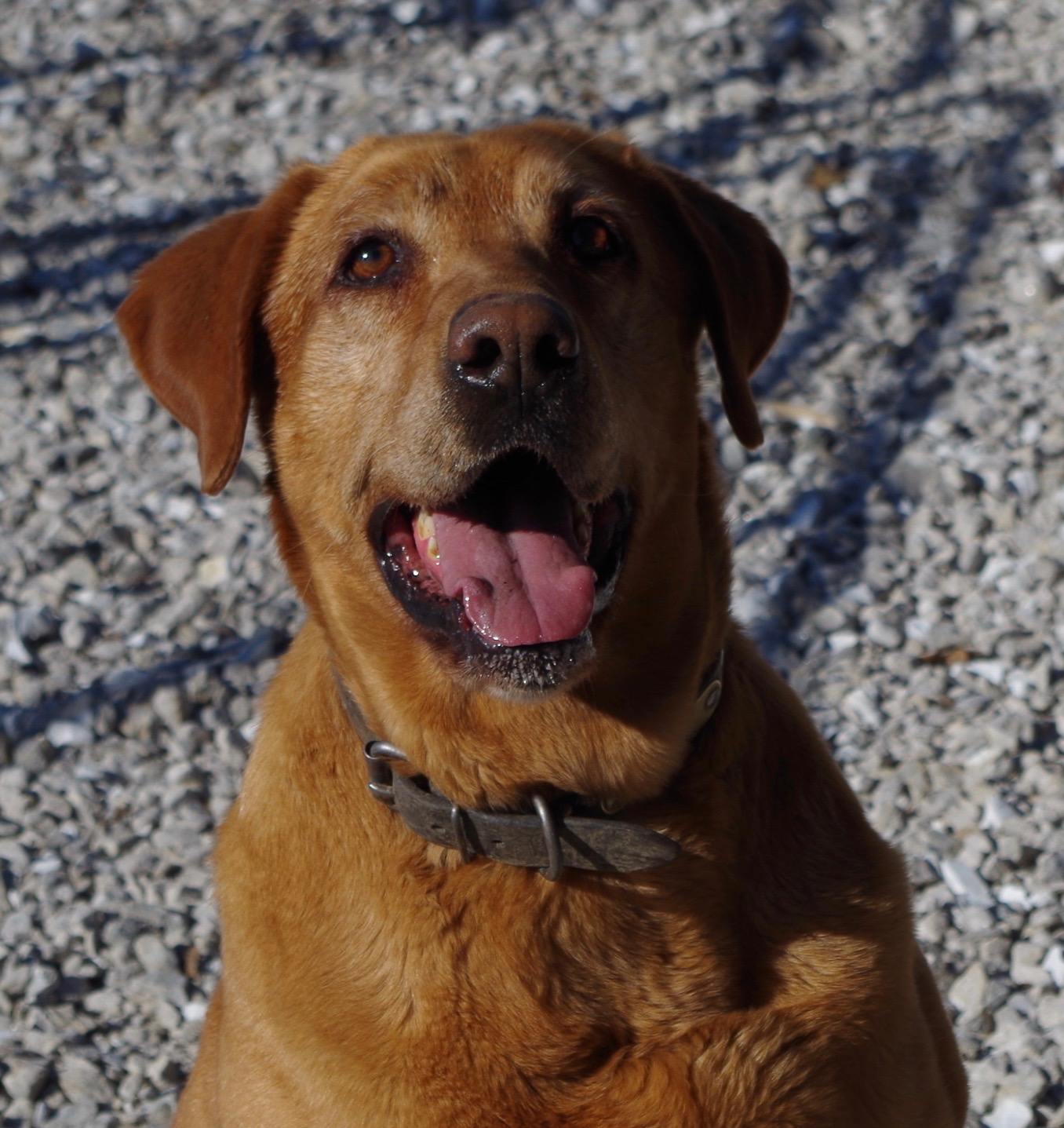 Show Me Wings Holly | Yellow Labrador Retriver