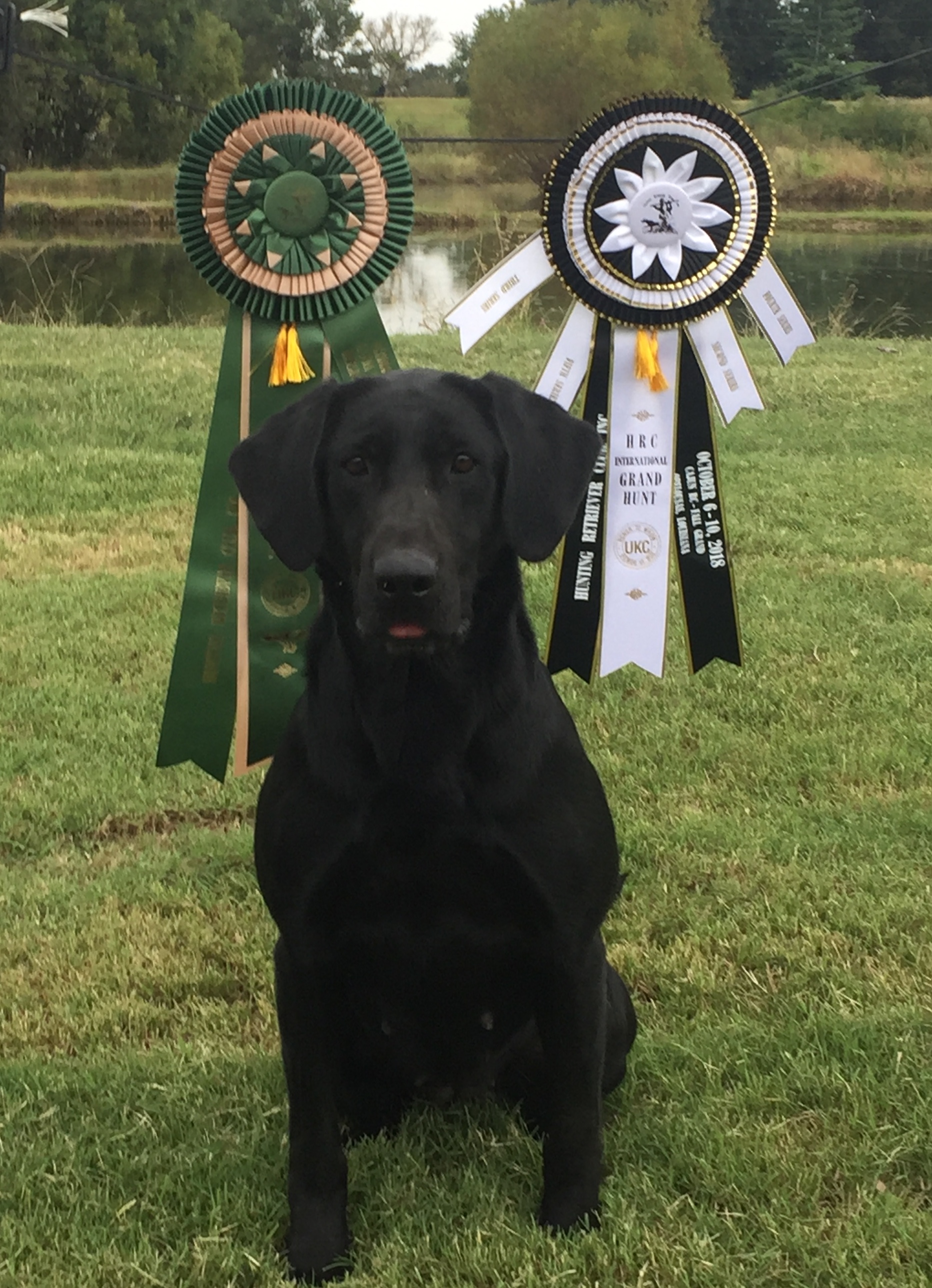 GRHRCHx3 Tank's Happily Ever After MH | Black Labrador Retriver