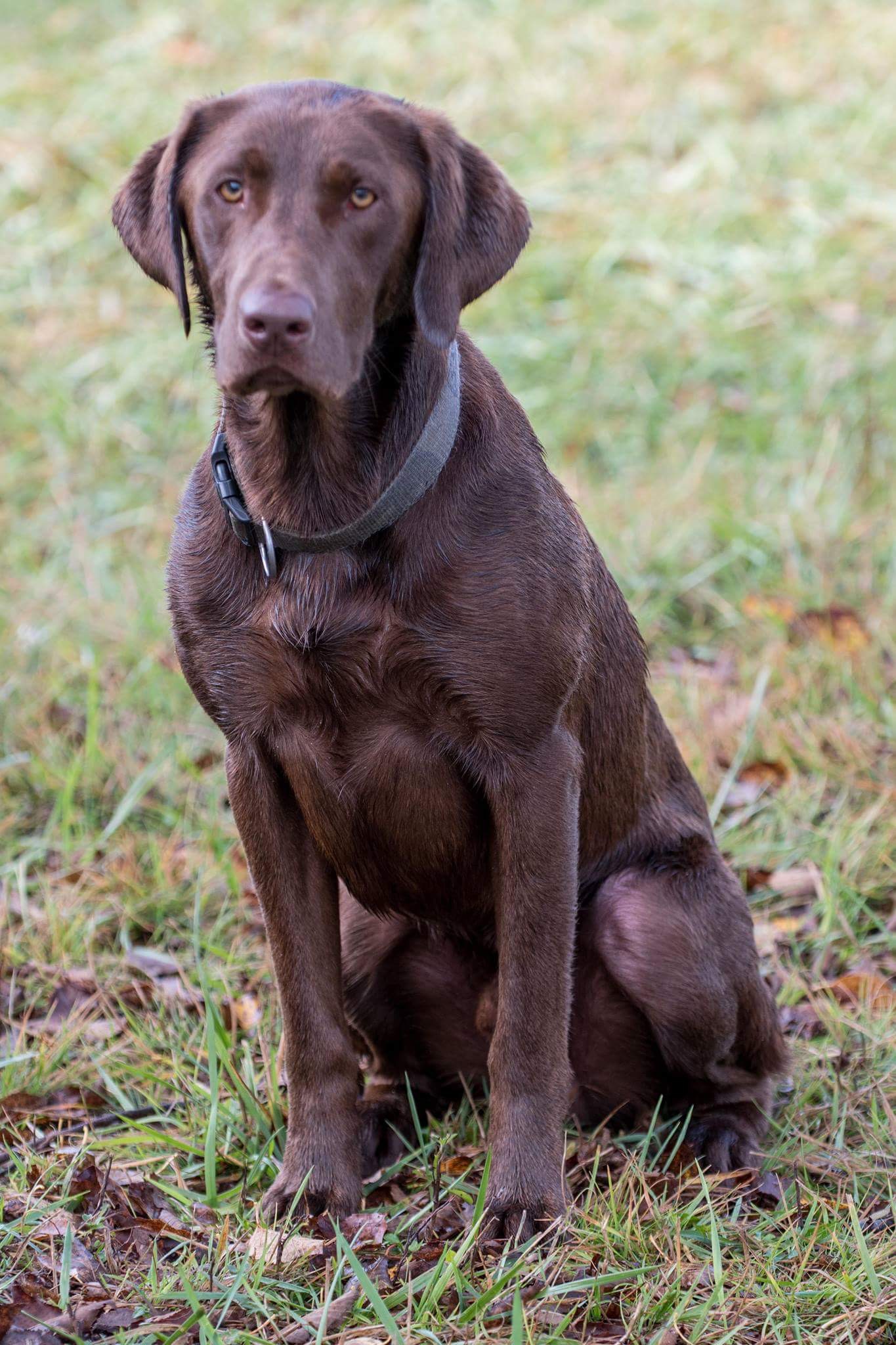 HRCH, UH Great Lakes Magnum Blue Tide MH, MAR | Chocolate Labrador Retriver