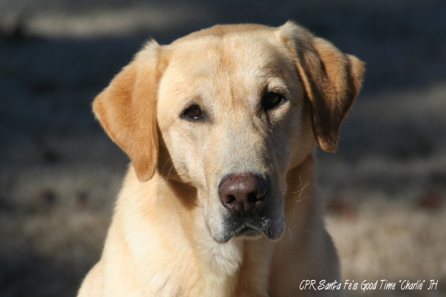 CP Santa Fe's Good Time Charlie JH | Yellow Labrador Retriver