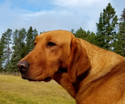 Torgs Zing Zang Zoey | Yellow Labrador Retriver