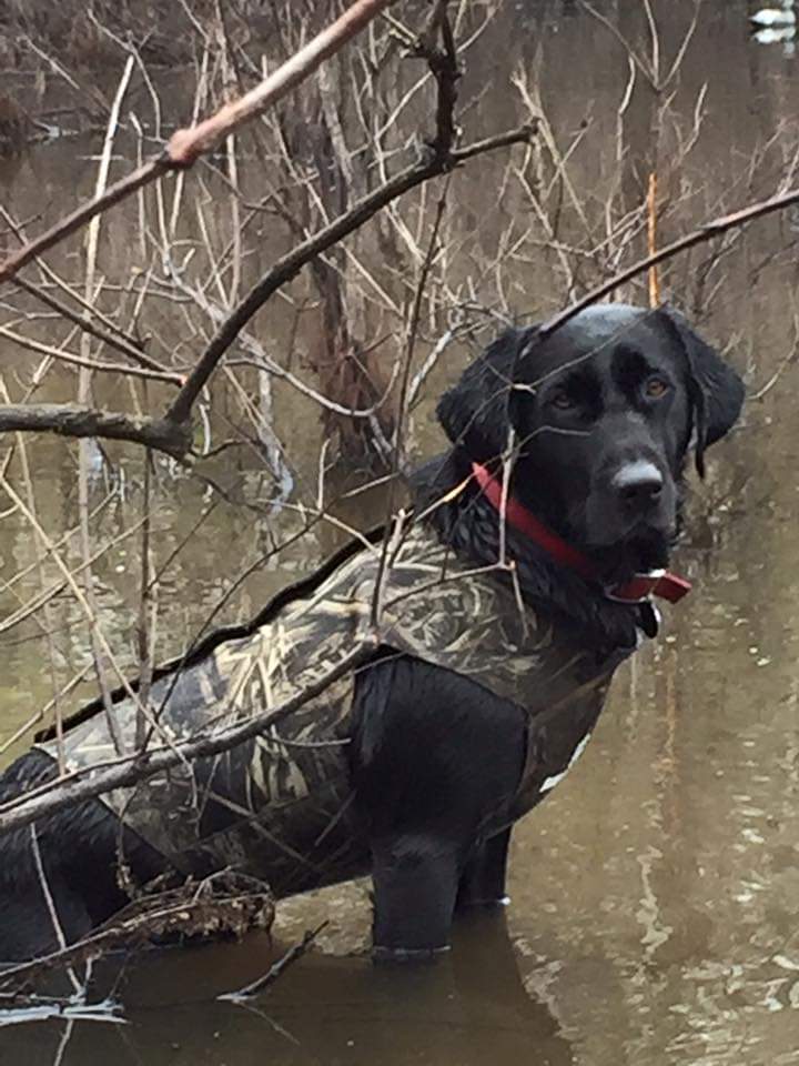 Nellie Mae Hoffman | Black Labrador Retriver