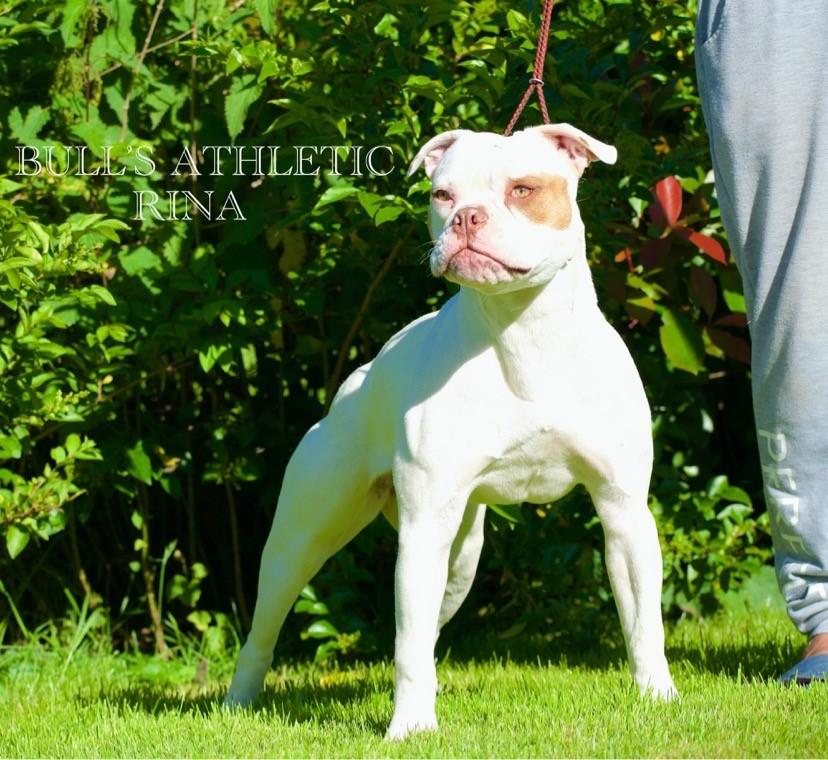 Rina Bull’s Athletic | American Bulldog 