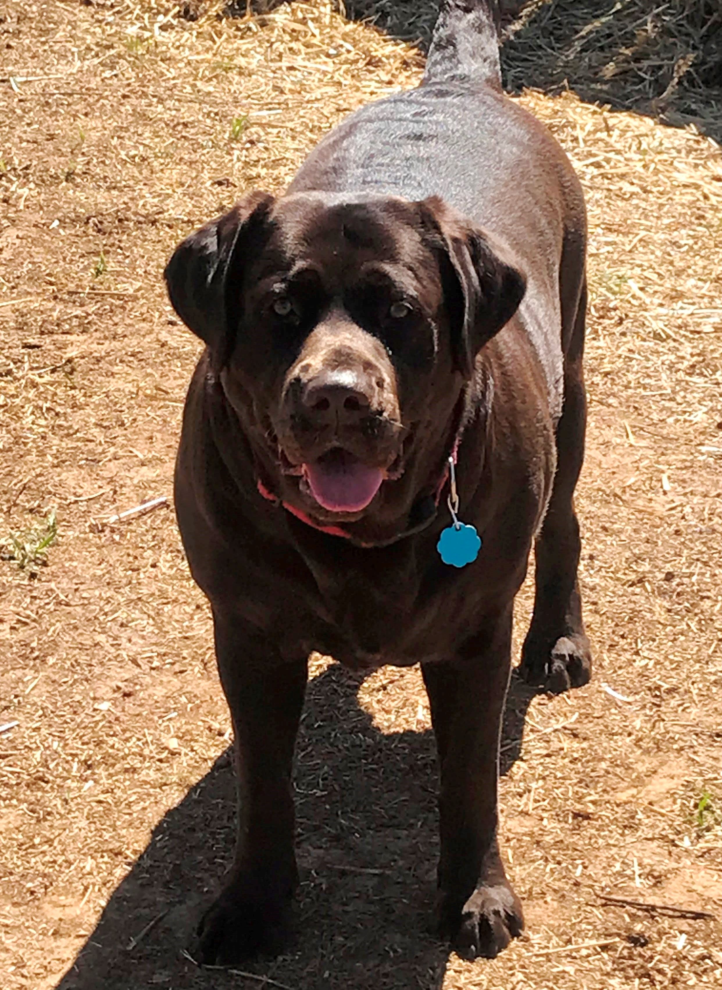 Tru-Heart's Flo-Bama Mattie Mae | Chocolate Labrador Retriver