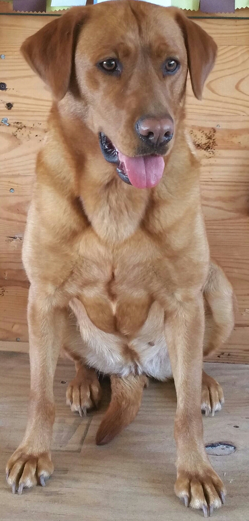 HRCH Currituck's Gracie Hickman | Yellow Labrador Retriver