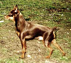 Torpe-Hazi Guszti | Miniature Pinscher 