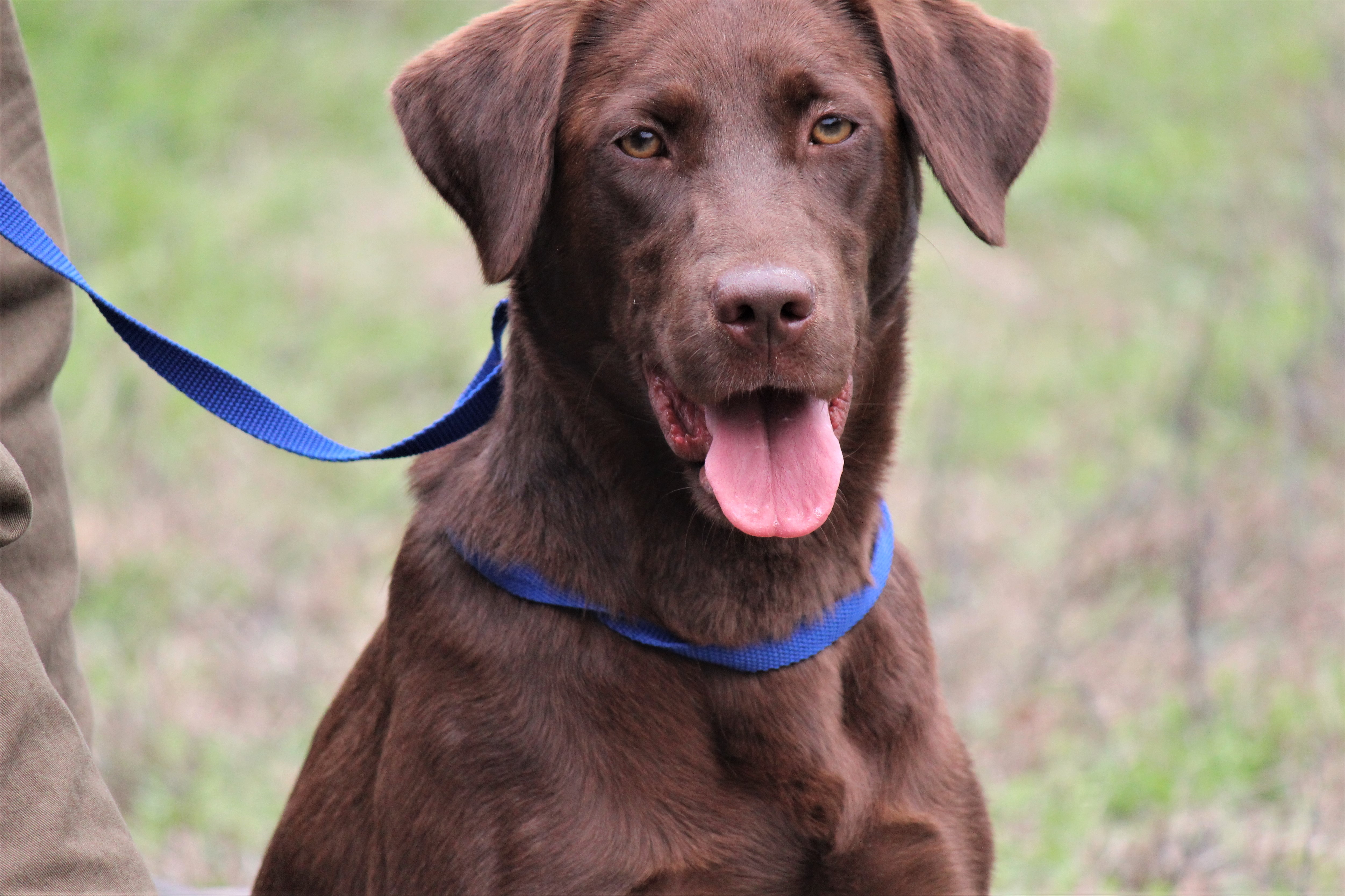 BWC'S Kameaux Gurl | Chocolate Labrador Retriver